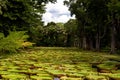 Water Lily Pool Royalty Free Stock Photo