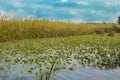 Water Lily Pool of Yarkon National Park - pond full of yellow water lilies (Nuphar lutea) Royalty Free Stock Photo