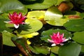 Water lily Royalty Free Stock Photo