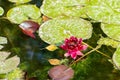 Water lily, Red lotus blooms with a dark burgundy flower in nature. Blooming lotus in the pond Royalty Free Stock Photo