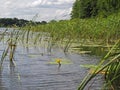 Water lily with reed