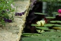 Water lily reflecting of water Royalty Free Stock Photo