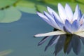 Water lily reflection Royalty Free Stock Photo