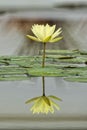 Water Lily reflection Royalty Free Stock Photo