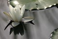 Water lily reflection