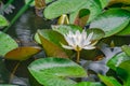 A water lily among round green leaves in a pond with reflections. Autumn scenery of aquatic plants Royalty Free Stock Photo