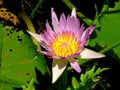 Water lily or sacred lotus, aquatic plant