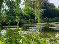 France Giverney water lily scenic in Monet gardens 809239