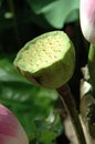 Water lily seed pods