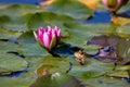Water Lily Serenity: A Frog\'s Gaze