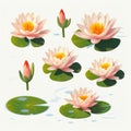 Water Lily Set: Vector Svg Flat Minimalistic Animation Asset Royalty Free Stock Photo