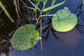 Water lily on the shore of a small lake. Water flora in Central Europe