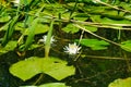 Water Lily, Skadar Lake Royalty Free Stock Photo