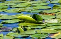 Water lily on Skadar lake Royalty Free Stock Photo