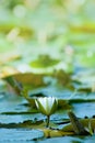 Water lily in soft shadow Royalty Free Stock Photo