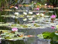 Water Lily Royalty Free Stock Photo