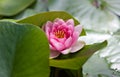 Water Lily, South Africa