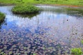 Water lily of swamp Royalty Free Stock Photo