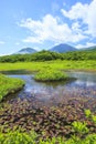 Water lily of swamp Royalty Free Stock Photo