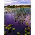 Water Lily and Tall Grass on the St. Johns River Royalty Free Stock Photo