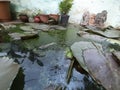 Water lily in a tank