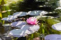 Water lily, Tender pink lotus flowers in a pond with leaves in nature. Blooming lotus in the water Royalty Free Stock Photo