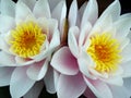 water lily twins Royalty Free Stock Photo