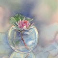 Water lily in vase watercolor background Royalty Free Stock Photo