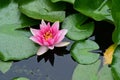 water lily very nice colorful garden flower in my pond from close in my garden Royalty Free Stock Photo