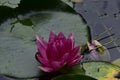 Water lilly The very nice colorful spring flower in my garden close up view Royalty Free Stock Photo