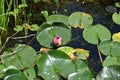 Water lilly The very nice colorful spring flower in my garden close up view Royalty Free Stock Photo