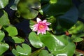 Water lilly The very nice colorful spring flower in my garden close up view Royalty Free Stock Photo