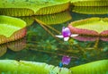 Water lily, Victoria amazonica lotus flower plant. Pamplemousses Botanical Garden, Mauritius Royalty Free Stock Photo