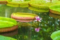 Water lily, Victoria amazonica lotus flower plant. Pamplemousses Botanical Garden, Mauritius Royalty Free Stock Photo