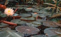 Water lily Victoria amazonica in the pond Royalty Free Stock Photo