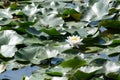 White Water lily in a village pond