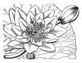 Water-lily vintage illustration