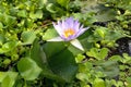 Water lily violet flower in botanical garden pond Royalty Free Stock Photo