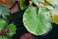 Water lily Water Lilly Nymphaeaceae in pond after spring rain