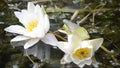 Water lily