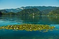 Water lily with white flowers on a lake Bled with church on small island in a background, slovenian Alps