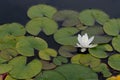 Water lily (NymphaÃÂ©a) on the surface of garden pond. Selective