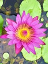 Water lilyNymphaeaceae lotus flower and bee beautiful blooming. Royalty Free Stock Photo