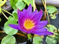 Water lilyNymphaeaceaelotus flower beautiful blooming on top veiw. Royalty Free Stock Photo