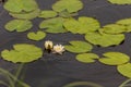 Water lilys blooming in a shallow lake Royalty Free Stock Photo