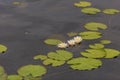 Water lilys blooming in a shallow lake.. Royalty Free Stock Photo