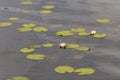 Water lilys blooming in a shallow lake.. Royalty Free Stock Photo