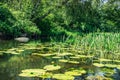 Water lilys leafs in the river Royalty Free Stock Photo