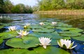 Water lilys on pond Royalty Free Stock Photo