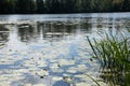 Water Lilys in a pond of a city park